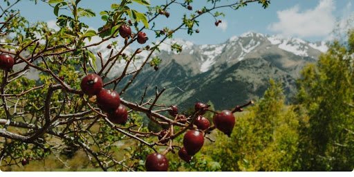 apple orchards